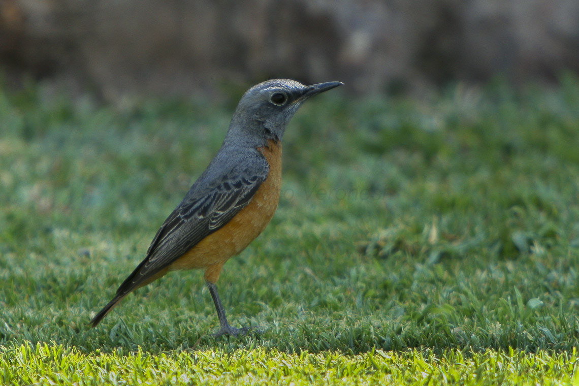 image Short-toed Rock-Thrush